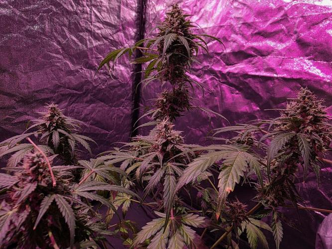 Sensi batch small budget - old equipment. Week 14 - Supreme