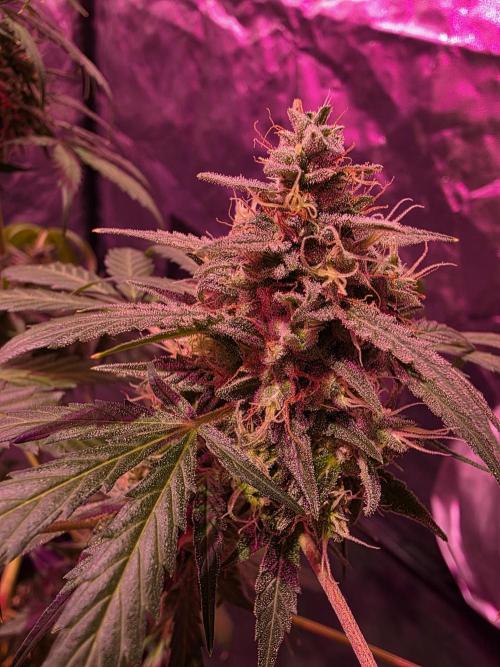Sensi batch small budget - old equipment. Week 14 - Supreme