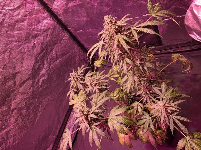 Sensi batch small budget - old equipment. Week 14 - Supreme