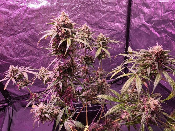 Sensi batch small budget - old equipment. Week 14 - Supreme
