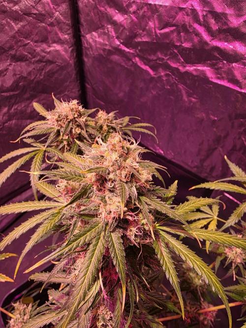Sensi batch small budget - old equipment. Week 14 - Supreme