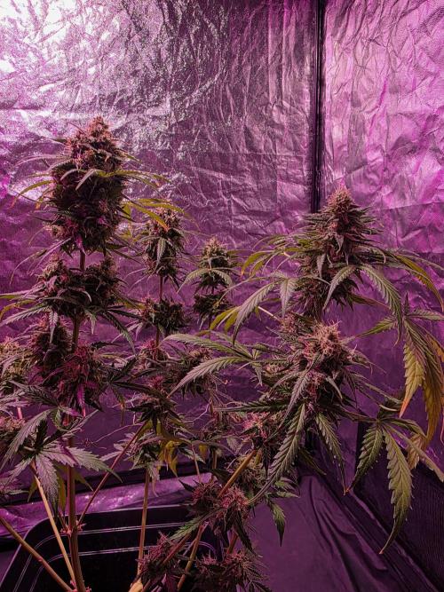 Sensi batch small budget - old equipment. Week 14 - Supreme