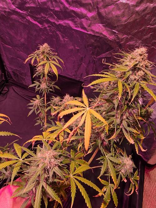 Sensi batch small budget - old equipment. Week 14 - Supreme