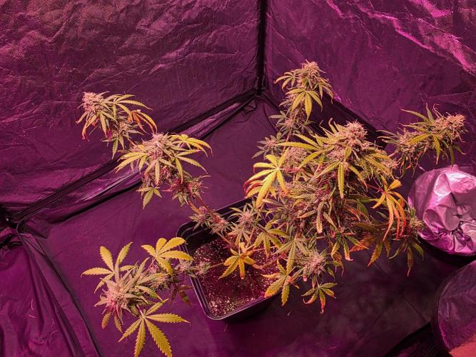 Sensi batch small budget - old equipment. Week 14 - Supreme