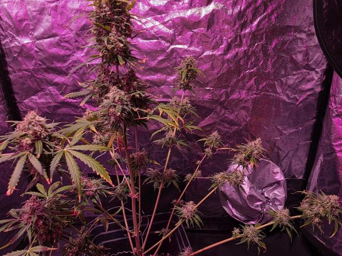 Sensi batch small budget - old equipment. Week 14 - Supreme