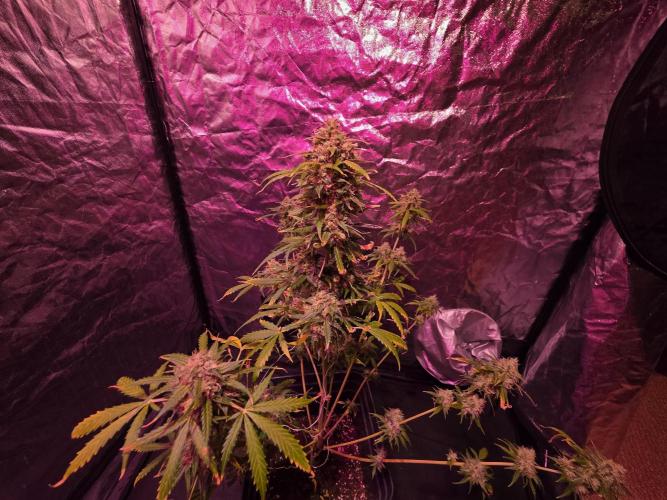 Sensi batch small budget - old equipment. Week 14 - Supreme