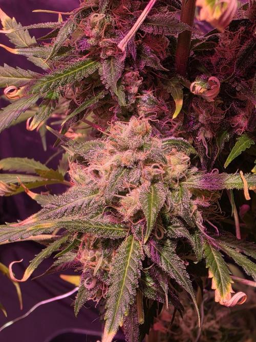 Sensi batch small budget - old equipment. Week 14 - Supreme