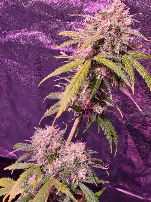 Sensi batch small budget - old equipment. Week 14 - Supreme