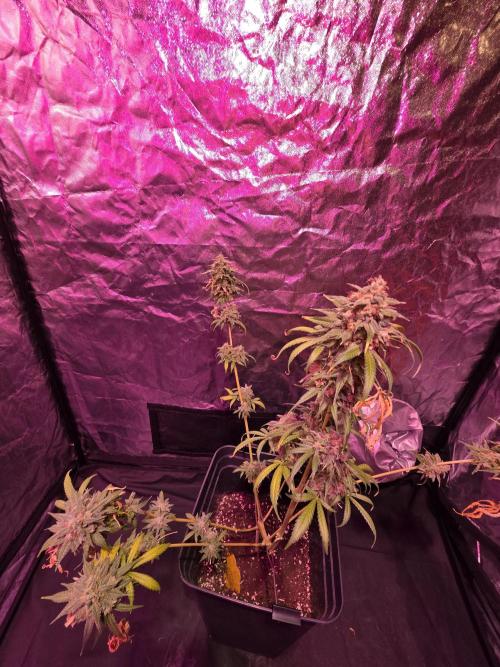 Sensi batch small budget - old equipment. Week 14 - Supreme