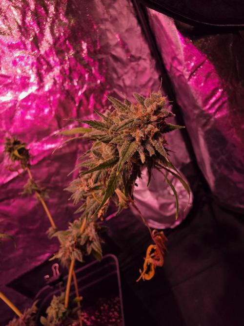 Sensi batch small budget - old equipment. Week 14 - Amnesia Jelly