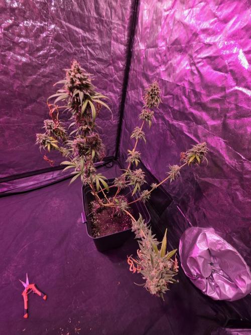 Sensi batch small budget - old equipment. Week 14 - Amnesia Jelly