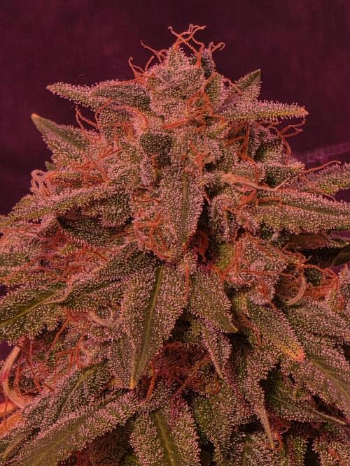 Sensi batch small budget - old equipment. Week 14