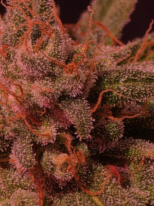 Sensi batch small budget - old equipment. Week 14