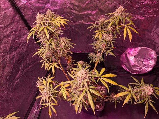 Sensi batch small budget - old equipment. Week 14 - Supreme