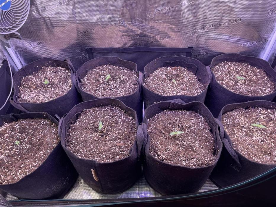 Lemon Cherry Cookies Auto. Week 0 - Primera semana!!
foto dia 4

