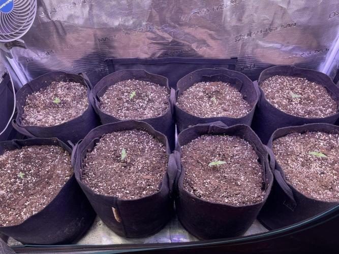 Lemon Cherry Cookies Auto. Week 0 - Primera semana!!
foto dia 4

