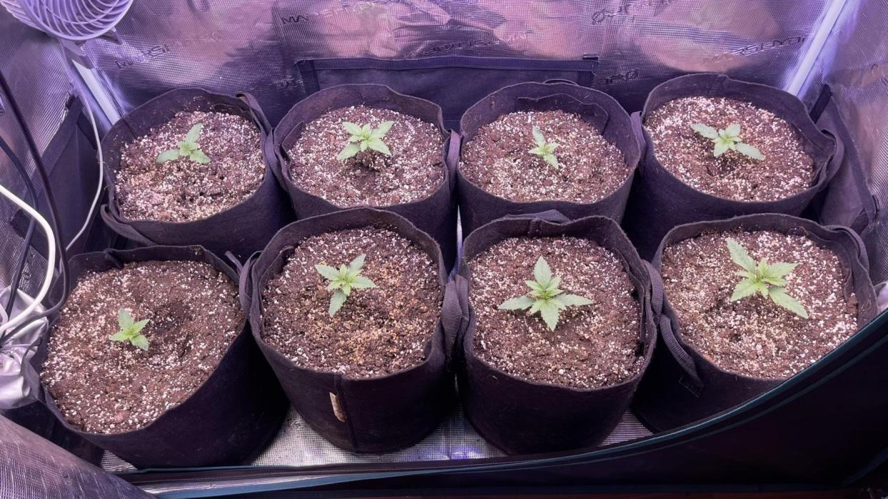 Lemon Cherry Cookies Auto. Week 2 - 2da semana
Dia 9
