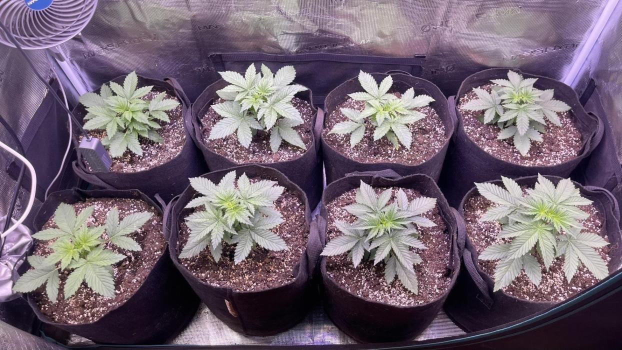 Lemon Cherry Cookies Auto. Week 3 - Semana 3
Dia 15