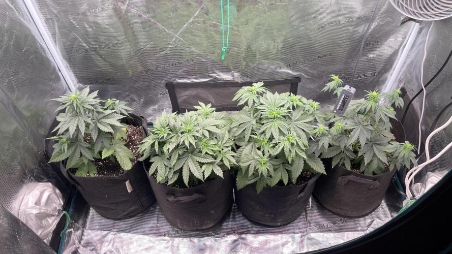 Lemon Cherry Cookies Auto. Week 4 - Semana 4 dia 22