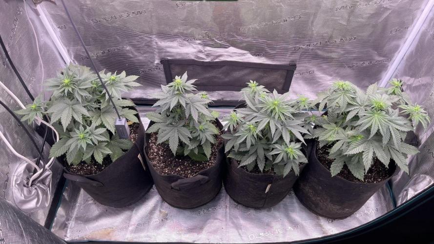 Lemon Cherry Cookies Auto. Week 4