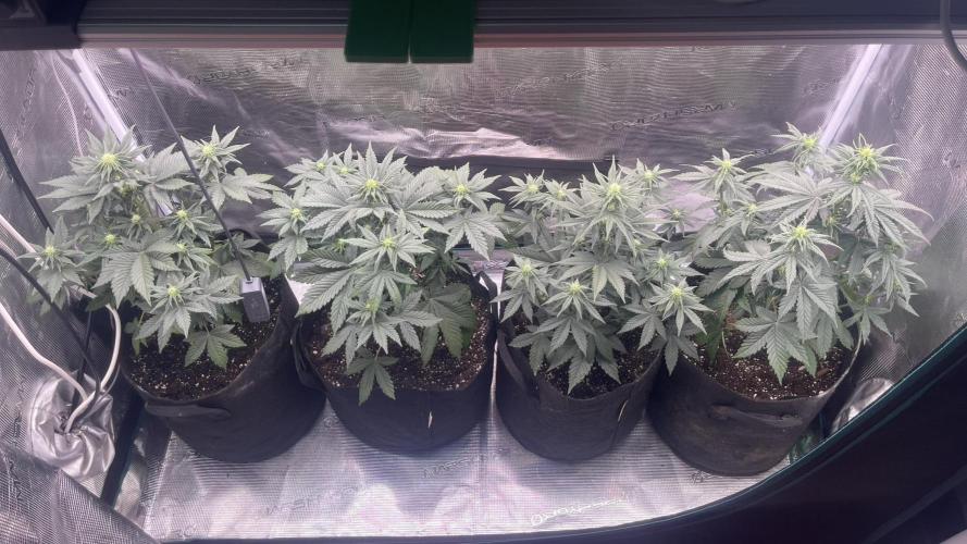 Lemon Cherry Cookies Auto. Week 5