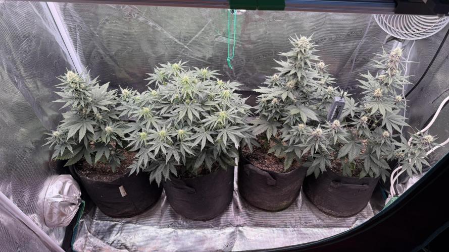 Lemon Cherry Cookies Auto. Week 6