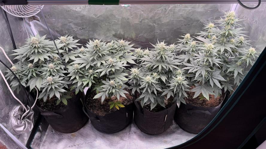 Lemon Cherry Cookies Auto. Week 6 - Semana 6
Dia 40

