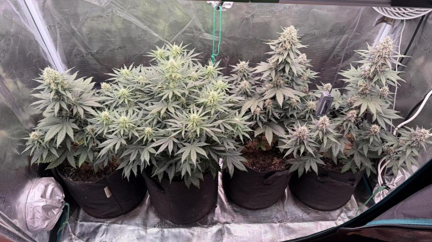 Lemon Cherry Cookies Auto. Week 6