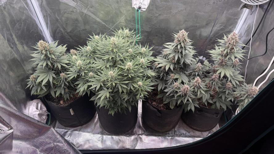 Lemon Cherry Cookies Auto. Week 7