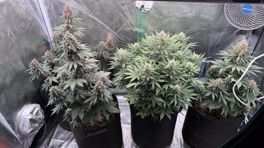 Lemon Cherry Cookies Auto. Week 8