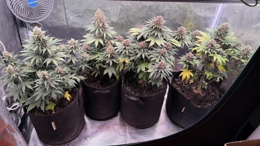 Lemon Cherry Cookies Auto. Week 8 - Semana 8
Dia 53