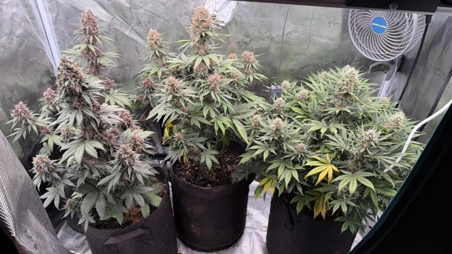 Lemon Cherry Cookies Auto. Week 8