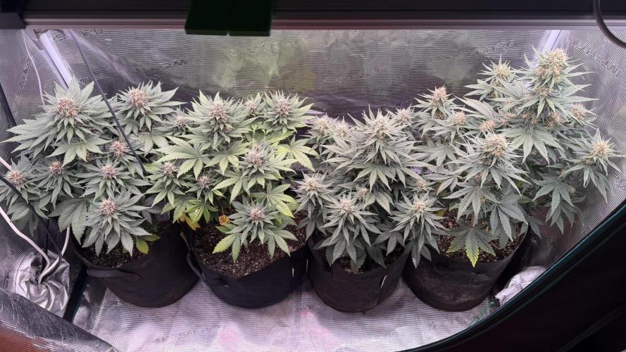 Lemon Cherry Cookies Auto. Week 7 - Semana 7
Dia 45