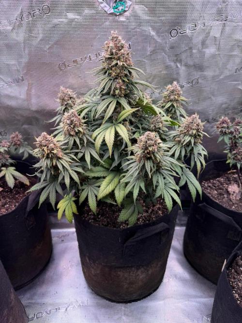 Lemon Cherry Cookies Auto. Week 9 - Día 79