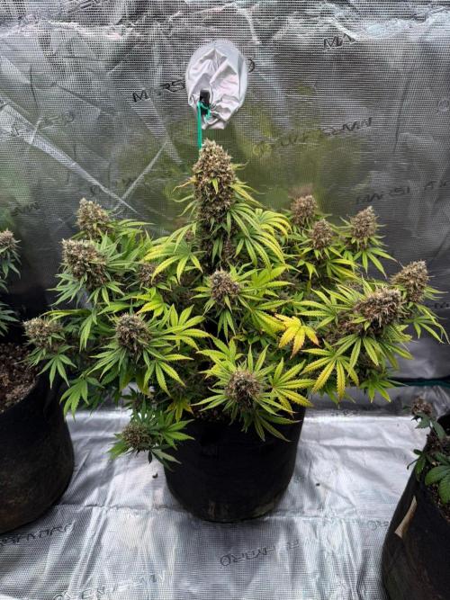 Lemon Cherry Cookies Auto. Week 9 - Día 79