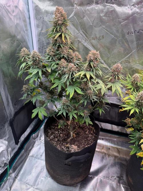 Lemon Cherry Cookies Auto. Week 9 - Día 66