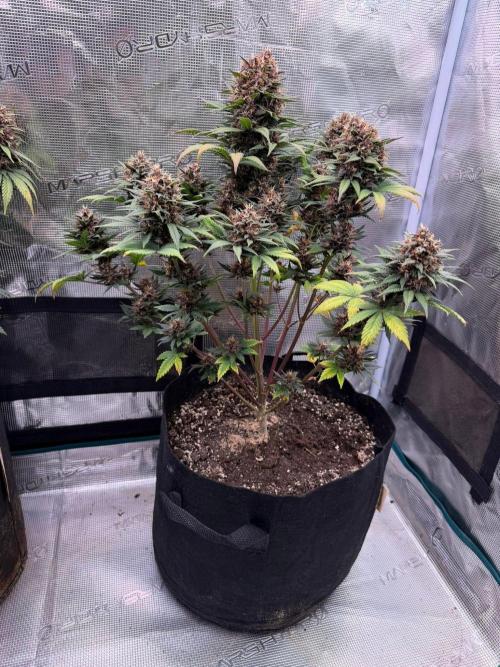 Lemon Cherry Cookies Auto. Week 9 - Día 66