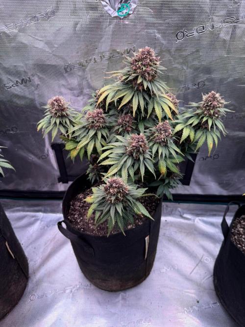 Lemon Cherry Cookies Auto. Week 9 - Día 66