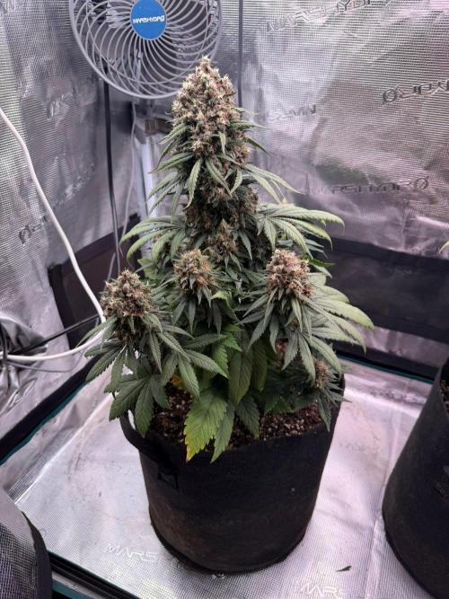 Lemon Cherry Cookies Auto. Week 9 - Día 61 