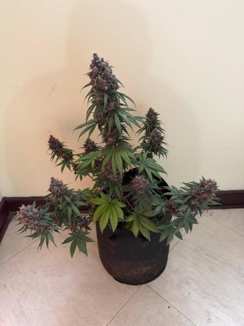 Lemon Cherry Cookies Auto. Week 9 - Día 61
