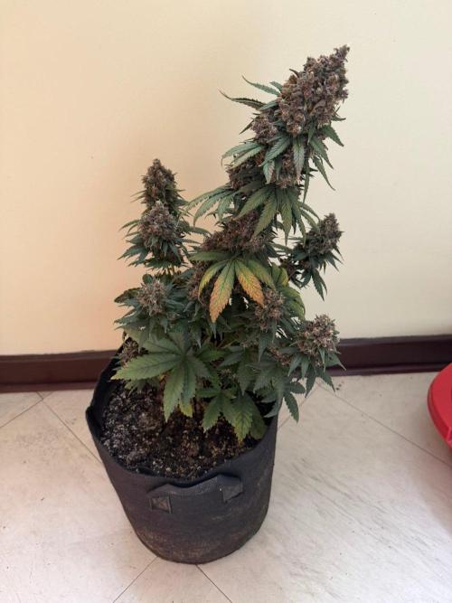 Lemon Cherry Cookies Auto. Week 9 - Día 61