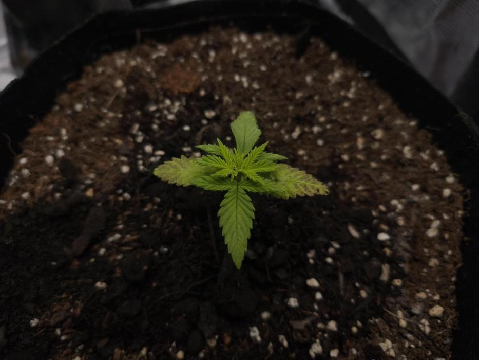 Autopilot XXL first grow ever.. Week 3