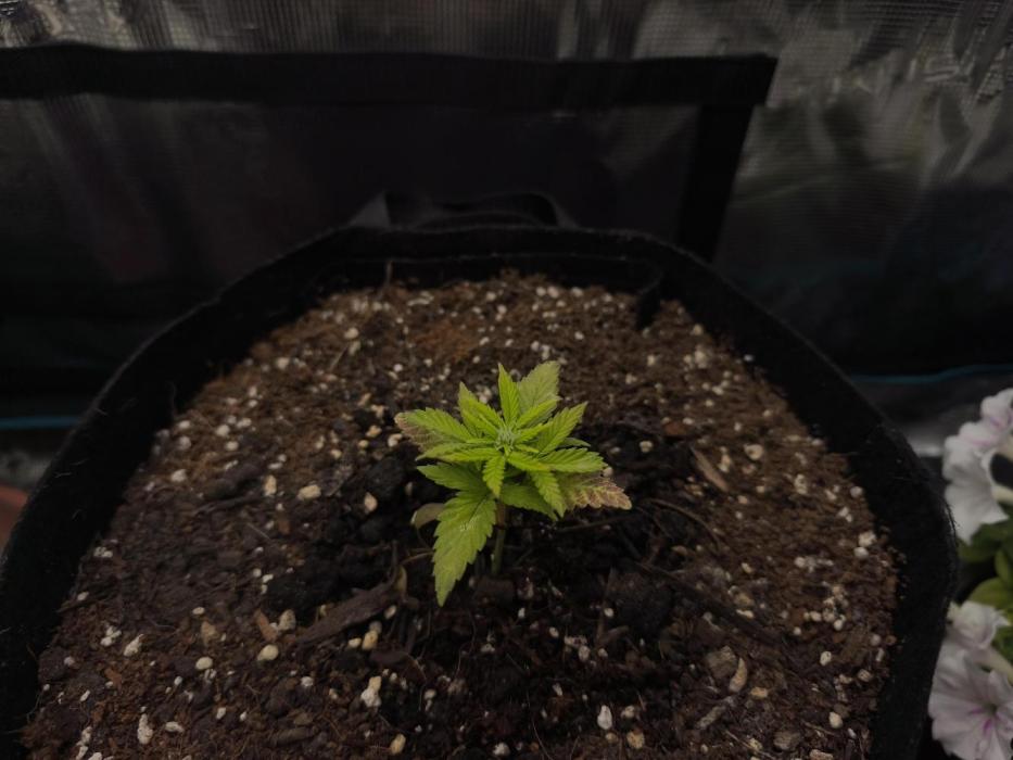 Locked out Autopilot XL first grow ever.. Week 4