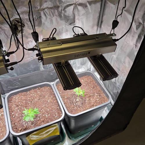 25 Liter Steckling/Cutting Grow