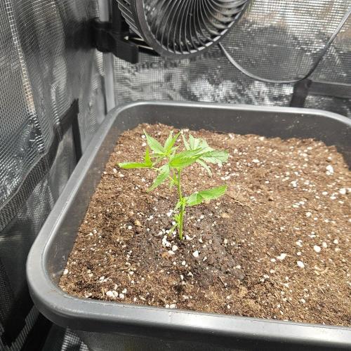 25 Liter Steckling/Cutting Grow. Week 1