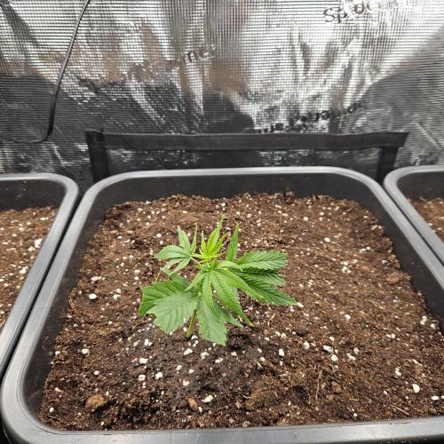 25 Liter Steckling/Cutting Grow. Week 1