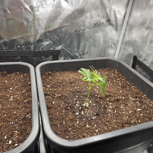 25 Liter Steckling/Cutting Grow. Week 1