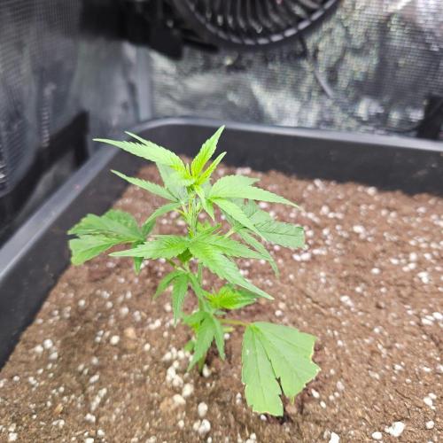 25 Liter Steckling/Cutting Grow. Week 2