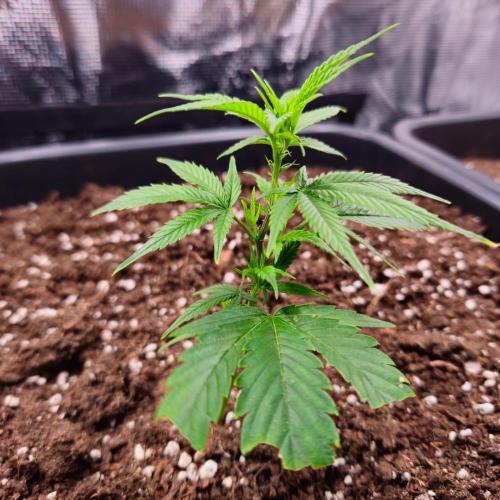 25 Liter Steckling/Cutting Grow. Week 2