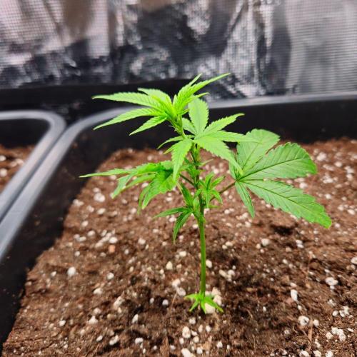 25 Liter Steckling/Cutting Grow. Week 2